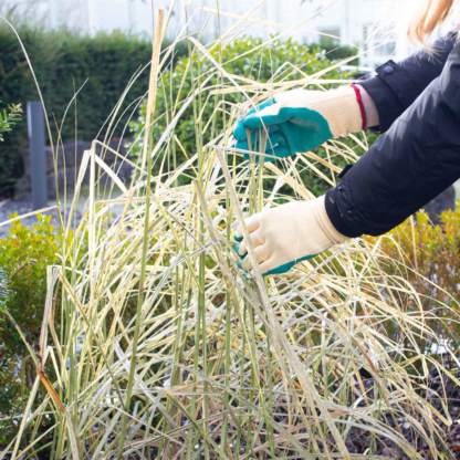 Gartenhandschuhe beim Zusammenbinden der Gräser