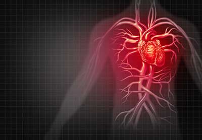 Eine Infografik die ein Herz im Körper aufzeigen mit dem Blutkreislauf