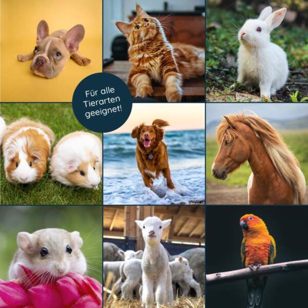 Wundspray für Katzen, Hunde, Kaninchen, Meerschweinchen, Vögel, Hamster und Pferde